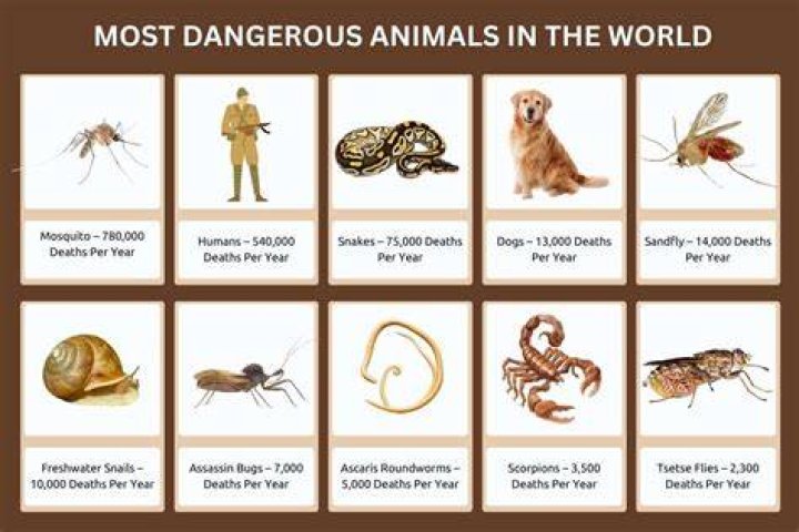 The 10 Most Poisonous Animals in the World